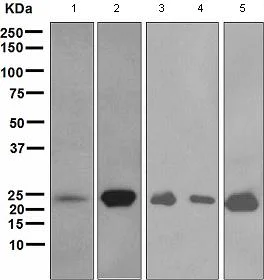 Western blot - Anti-Myosin light chain 3 antibody [EPR4161] - BSA and Azide free (AB247679)