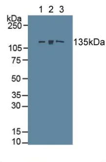 Western blot - Anti-Myosin light chain kinase/MLCK antibody (AB232949)