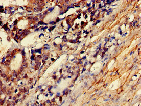 Immunohistochemistry (Formalin/PFA-fixed paraffin-embedded sections) - Anti-Myosin light chain kinase/MLCK antibody (AB236299)