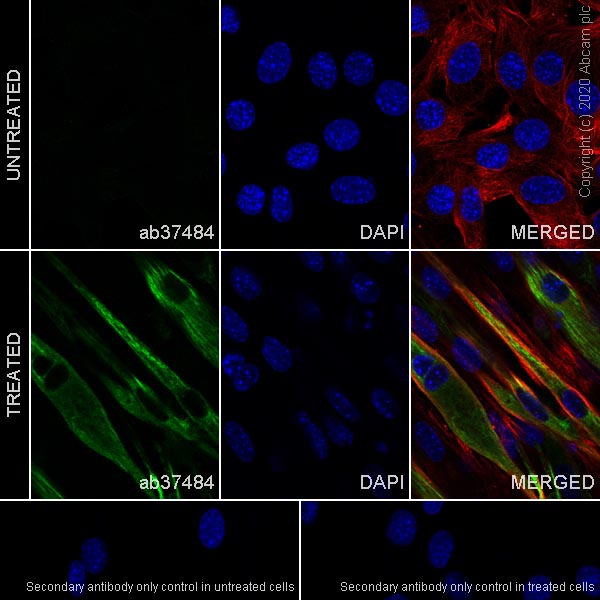 Immunocytochemistry/ Immunofluorescence - Anti-Myosin (MYH 1/2) antibody [A4.1025] (AB37484), expandable thumbnail