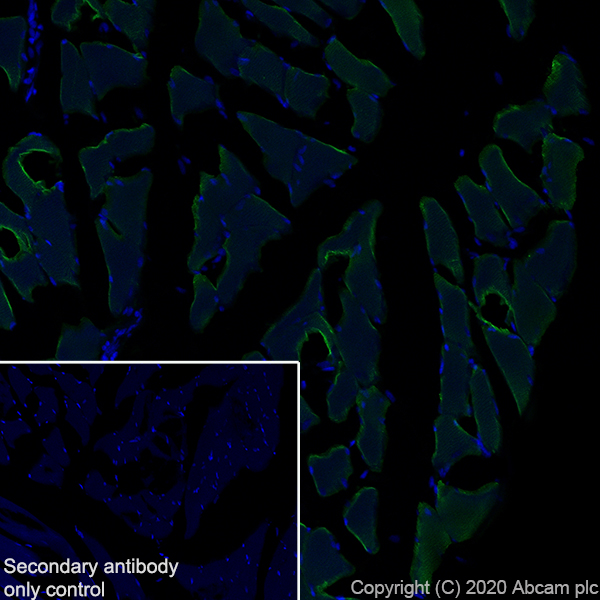 Immunohistochemistry (Frozen sections) - Anti-Myosin (MYH 1/2) antibody [A4.1025] (ab37484), expandable thumbnail