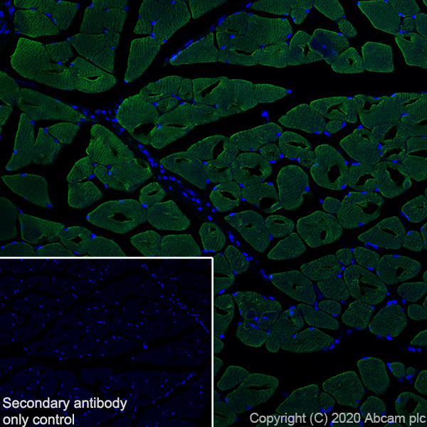 Immunohistochemistry (Frozen sections) - Anti-Myosin (MYH 1/2) antibody [A4.1025] (AB37484), expandable thumbnail