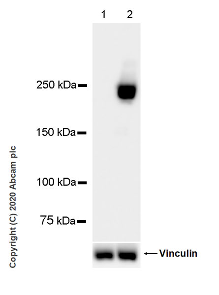 Western blot - Anti-Myosin (MYH 1/2) antibody [A4.1025] (ab37484), expandable thumbnail