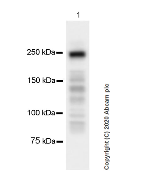 Western blot - Anti-Myosin (MYH 1/2) antibody [A4.1025] (AB37484), expandable thumbnail