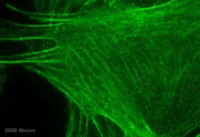 Immunocytochemistry/ Immunofluorescence - Anti-Myosin Phosphatase + Myosin Phosphatase 2 antibody [YE336] (AB32519)