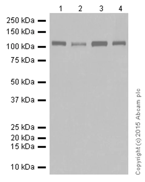 Western blot - Anti-Myosin Phosphatase + Myosin Phosphatase 2 antibody [YE336] - BSA and Azide free (AB284672)