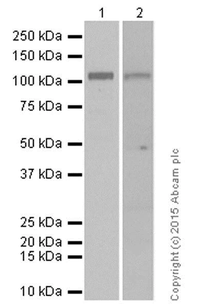 Western blot - Anti-Myosin Phosphatase + Myosin Phosphatase 2 antibody [YE336] - BSA and Azide free (AB284672)