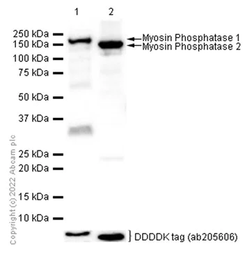 Western blot - Anti-Myosin Phosphatase + Myosin Phosphatase 2 antibody [YE336] - BSA and Azide free (AB284672)