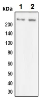 Western blot - Anti-Myosin VIIa/MYO7A antibody (AB230631)