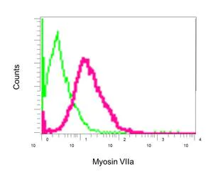 Flow Cytometry (Intracellular) - Anti-Myosin VIIa/MYO7A antibody [EPR7497] - BSA and Azide free (AB248957)