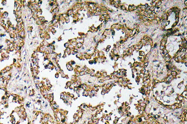 Immunohistochemistry (Formalin/PFA-fixed paraffin-embedded sections) - Anti-Myostatin Propeptide antibody (AB134682)