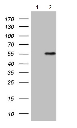 Western blot - Anti-Myostatin Propeptide antibody [OTI6A7] (AB236511)