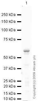 Western blot - Anti-Myotilin antibody (AB68915), expandable thumbnail