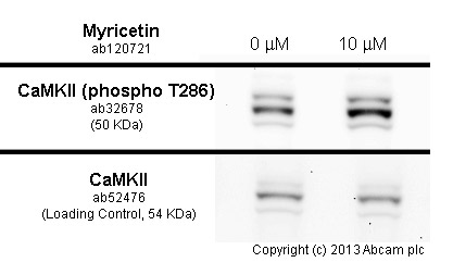 Functional Studies - Myricetin, irreversible TrxR inhibitor (AB120721), expandable thumbnail
