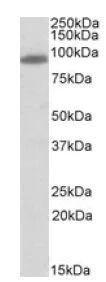Western blot - Anti-MYRIP antibody (AB10149)