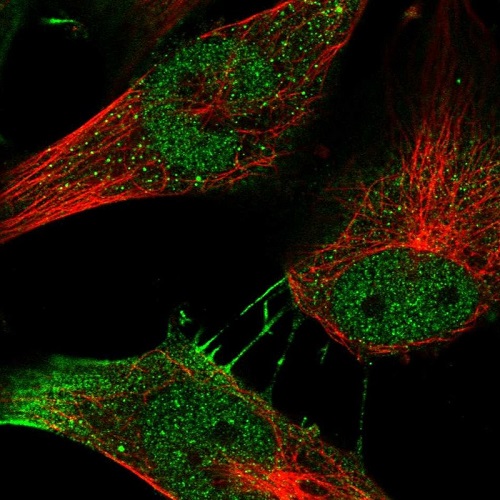 Immunocytochemistry/ Immunofluorescence - Anti-MYSM1 antibody (AB221725)