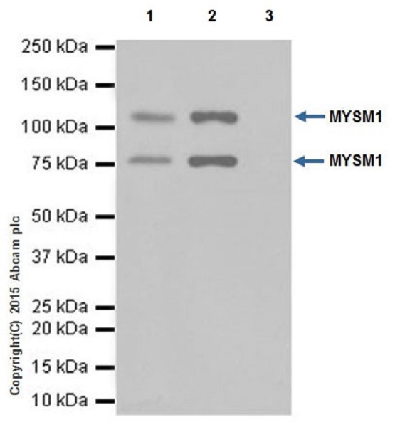 Immunoprecipitation - Anti-MYSM1 antibody [EPR18657] - BSA and Azide free (AB251165), expandable thumbnail