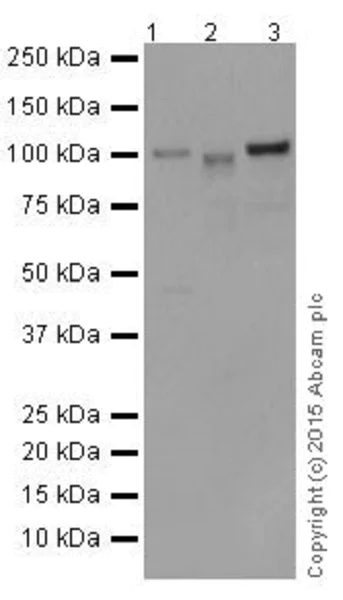 Western blot - Anti-MYSM1 antibody [EPR18657] - BSA and Azide free (AB251165)