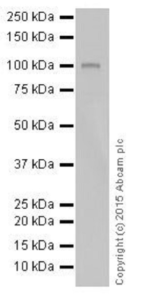 Western blot - Anti-MYSM1 antibody [EPR18657] - BSA and Azide free (AB251165), expandable thumbnail