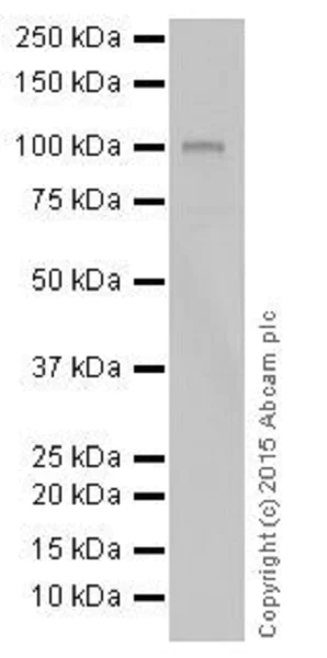 Western blot - Anti-MYSM1 antibody [EPR18657] - BSA and Azide free (AB251165)