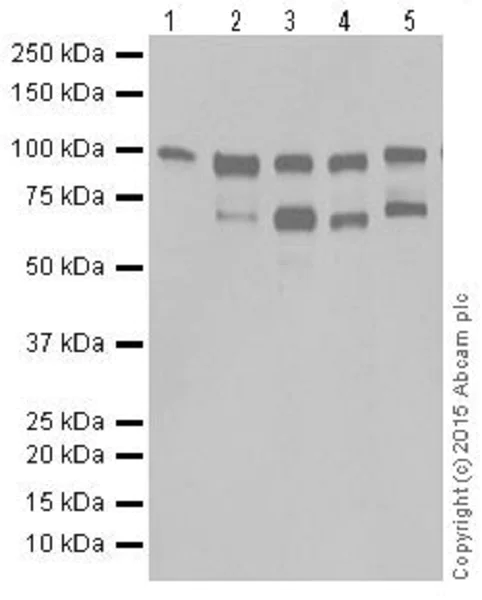 Western blot - Anti-MYSM1 antibody [EPR18657] - BSA and Azide free (AB251165)