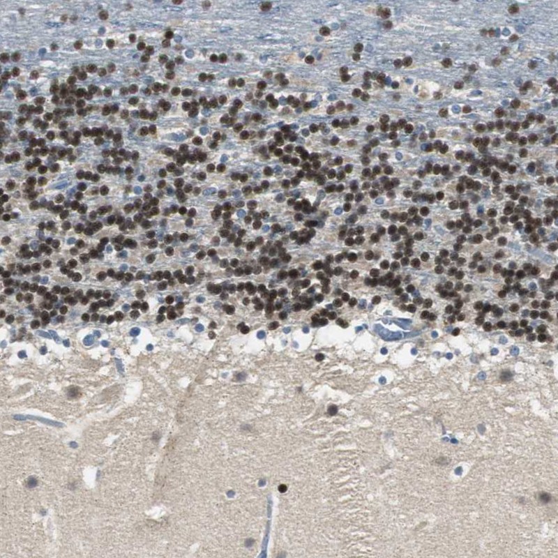Immunohistochemistry (Formalin/PFA-fixed paraffin-embedded sections) - Anti-Myt1/MTF1 antibody (AB251682), expandable thumbnail