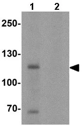 Western blot - Anti-MyT1L antibody (AB139732)