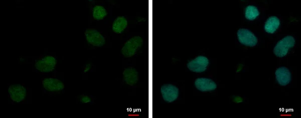 Immunocytochemistry/ Immunofluorescence - Anti-MyT1L antibody (AB229494)