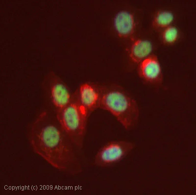 Immunocytochemistry/ Immunofluorescence - Anti-MZF1 antibody (AB64866)