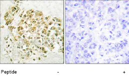 Immunohistochemistry (Formalin/PFA-fixed paraffin-embedded sections) - Anti-MZF1 antibody (AB64866)
