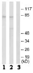 Western blot - Anti-MZF1 antibody (AB64866)