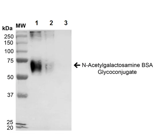 Western blot - N-Acetylgalactosamine BSA Glycoconjugate (Tag Free) (AB245916)