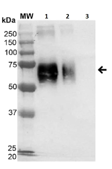 Western blot - N-Acetylglucosamine BSA Glycoconjugate (AB245932)
