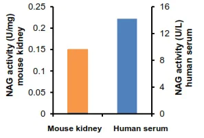 Functional Studies - N-Acetylglucosaminidase (beta-NAG) Activity Assay Kit (Colorimetric) (AB204705)