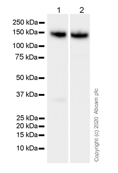 Western blot - Anti-N Cadherin antibody [32/N-Cadherin] - BSA and Azide free (AB280380), expandable thumbnail