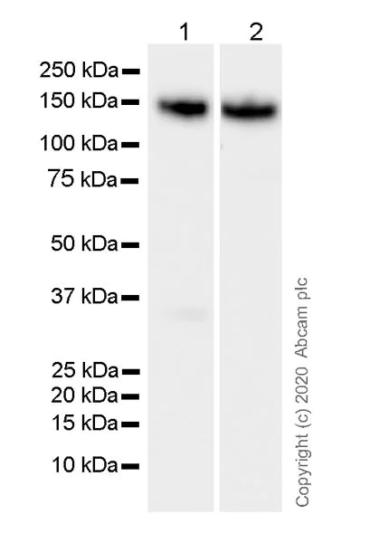 Western blot - Anti-N Cadherin antibody [32/N-Cadherin] - BSA and Azide free (AB280380)