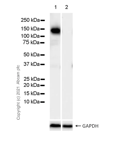 Western blot - Anti-N Cadherin antibody [32/N-Cadherin] - BSA and Azide free (AB280380)