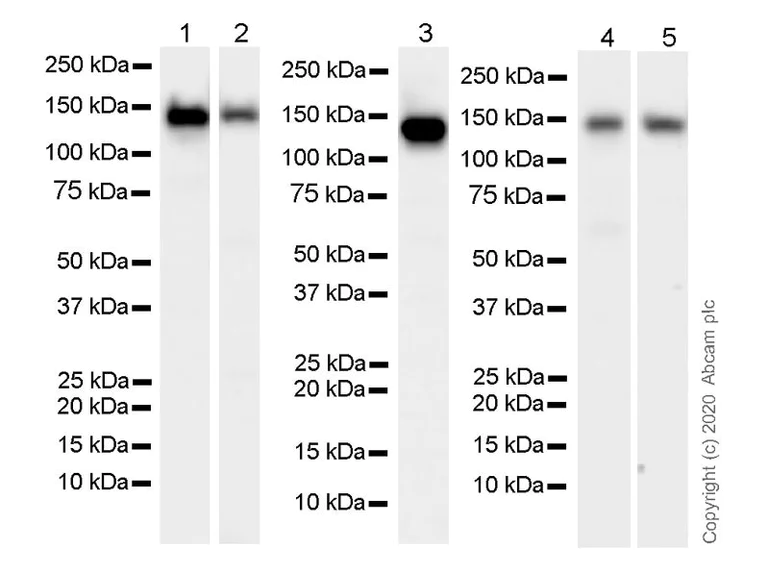 Western blot - Anti-N Cadherin antibody [32/N-Cadherin] - BSA and Azide free (AB280380)
