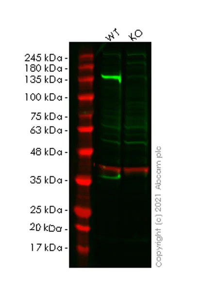 Western blot - Anti-N Cadherin antibody [32/N-Cadherin] - BSA and Azide free (AB280380)
