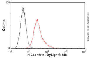 Flow Cytometry - Anti-N Cadherin antibody [5D5] - Intercellular Junction Marker (AB98952)