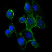 Immunocytochemistry/ Immunofluorescence - Anti-N Cadherin antibody [5D5] - Intercellular Junction Marker (AB98952)