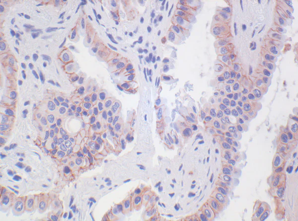 Immunohistochemistry (Formalin/PFA-fixed paraffin-embedded sections) - Anti-N Cadherin antibody [5D5] - Intercellular Junction Marker (AB98952)