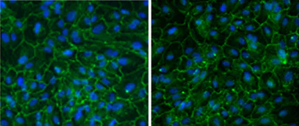 Immunocytochemistry/ Immunofluorescence - Anti-N Cadherin antibody [8C11] (AB19348)