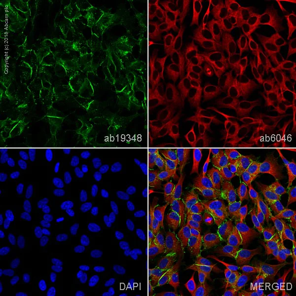 Immunocytochemistry/ Immunofluorescence - Anti-N Cadherin antibody [8C11] - BSA and Azide free (AB233767)