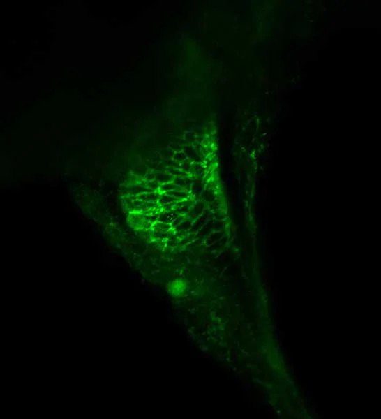 IHC - Wholemount - Anti-N Cadherin antibody (AB211126)
