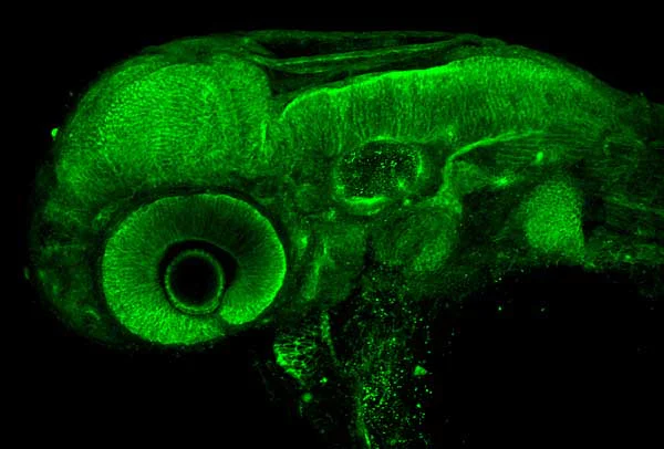 IHC - Wholemount - Anti-N Cadherin antibody (AB211126)
