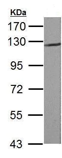 Western blot - Anti-N Cadherin antibody (AB211126)
