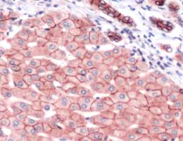Immunohistochemistry (Formalin/PFA-fixed paraffin-embedded sections) - Anti-N Cadherin antibody - C-terminal (AB231470)