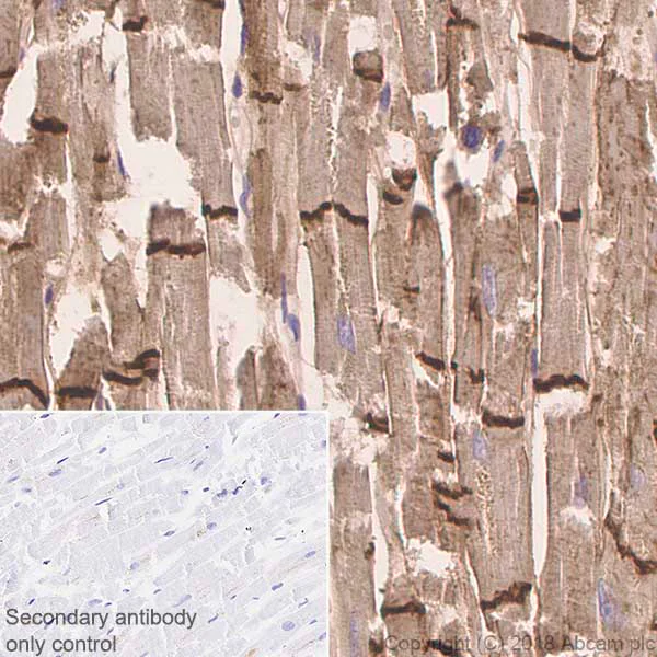Immunohistochemistry (Formalin/PFA-fixed paraffin-embedded sections) - Anti-N Cadherin antibody [EPR1791-4] (AB76011)