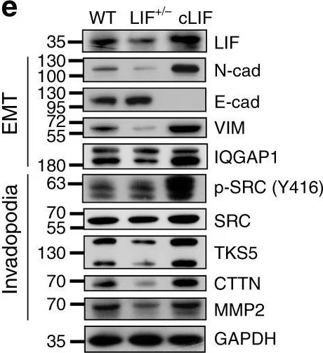 Western blot - Anti-N Cadherin antibody [EPR1791-4] (AB76011)